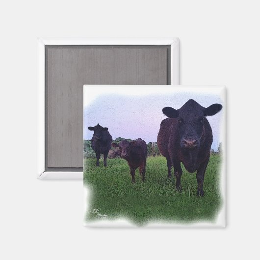 KOE MAGNEET! MAGNEET (Voorkant / Achterkant)