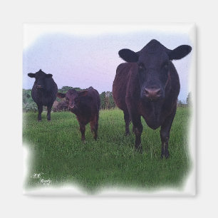 KOE MAGNEET! MAGNEET