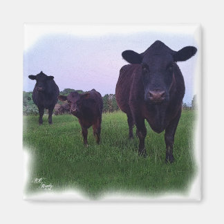 KOE MAGNEET! MAGNEET