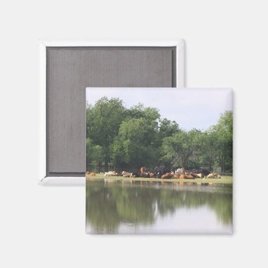 Koe Magnet (Voorkant / Achterkant)