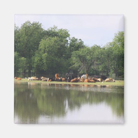 Koe Magnet (Voorkant)