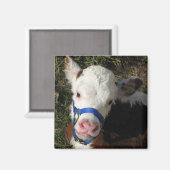 Koe Magnet (Voorkant / Achterkant)