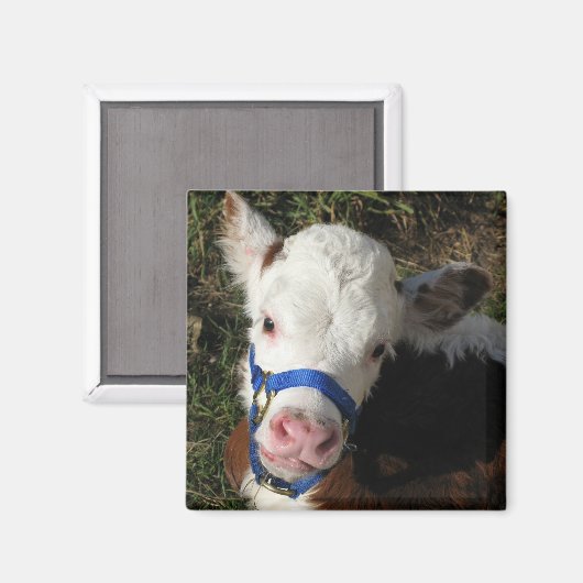 Koe Magnet (Voorkant / Achterkant)