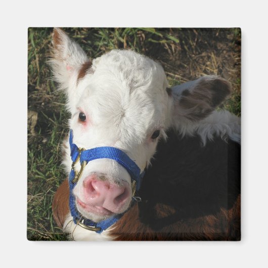 Koe Magnet (Voorkant)