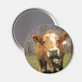 Koe Magnet (Voorkant / Achterkant)
