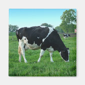 Koe magneten (Voorkant)