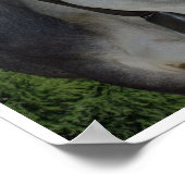 Koe met bel in bergen poster (Hoek)