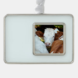 Koe met een ring in het briefkaart voor de neusgat verzilverd omlijst ornament
