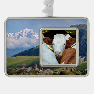 Koe met een ring in het briefkaart voor de neusgat verzilverd omlijst ornament