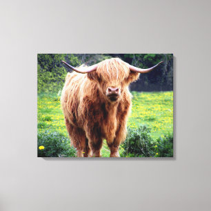Koe met grote hoorns mooie natuur canvas afdruk