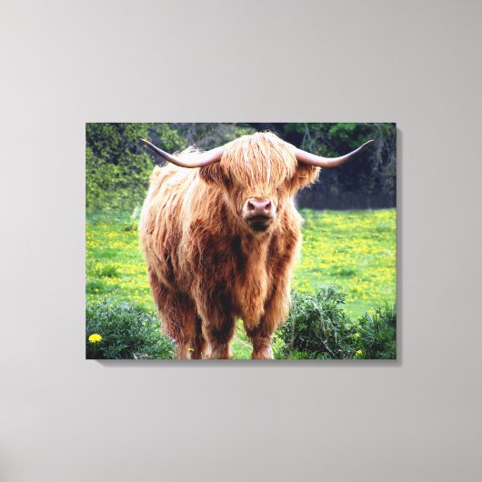Koe met grote hoorns mooie natuur canvas afdruk (Voorkant)