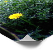 Koe met grote hoorns mooie natuur poster (Hoek)