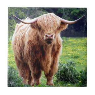 Koe met grote hoorns mooie natuur tegeltje