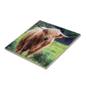 Koe met grote hoorns mooie natuur tegeltje (Zijkant)