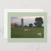 Koe met Kalf Boerderij Briefkaart (Voorkant / Achterkant)