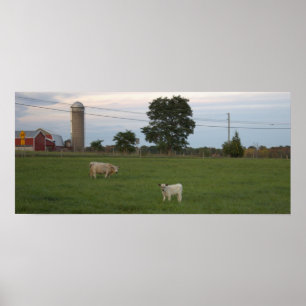 Koe met Kalf Boerderij Poster