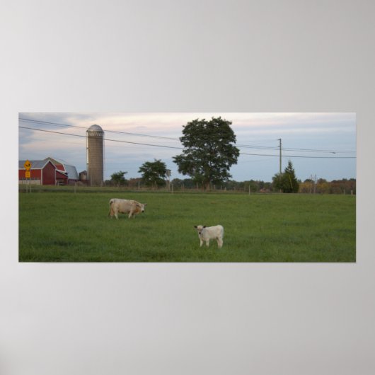 Koe met Kalf Boerderij Poster (Voorkant)