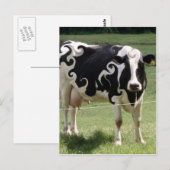 KOE MET SCHROLLEN BRIEFKAART (Voorkant / Achterkant)