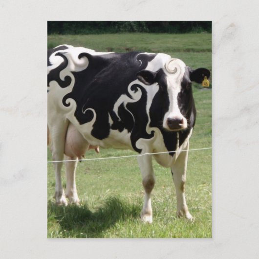 KOE MET SCHROLLEN BRIEFKAART (Voorkant)