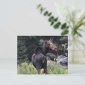 Koe Moose Briefkaart (Staand voorkant)
