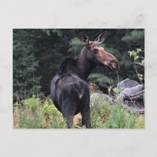 Koe Moose Briefkaart (Voorkant)