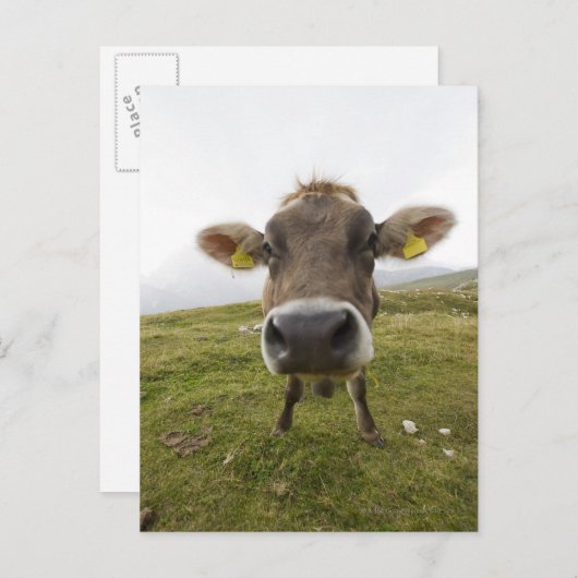 Koe nabij Tre Cime di Lavaredo in Misurina; Briefkaart (Voorkant / Achterkant)