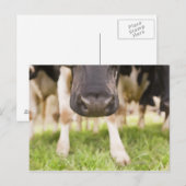 Koe neus briefkaart (Voorkant / Achterkant)