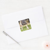 Koe neus vierkante sticker (Envelop)