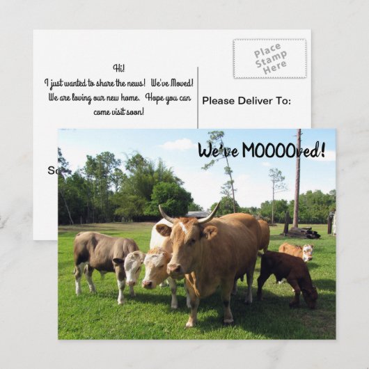 Koe - Nieuwe Kaart Adres Post - We hebben gefilmd (Voorkant / Achterkant)