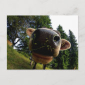 Koe Nose Closeup, Funny Briefkaart (Voorkant)