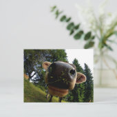 Koe Nose Closeup, Funny Briefkaart (Staand voorkant)