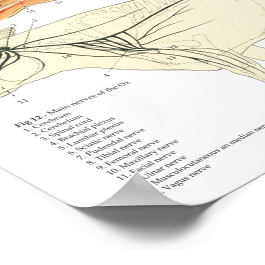 Koe Ox Bovine Anatomy Chart 18 x 24 inch Poster (Hoek)