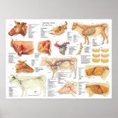 Koe Ox Bovine Anatomy Chart 18 x 24 inch Poster (Voorkant)