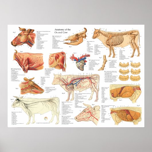 Koe Ox Bovine Anatomy Chart 18 x 24 inch Poster (Voorkant)