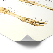 Koe Ox Bovine Skeletal Anatomee Poster (Hoek)