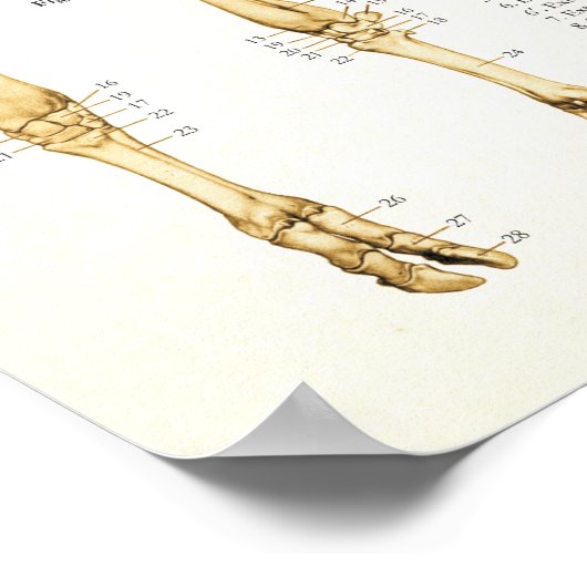 Koe Ox Bovine Skeletal Anatomee Poster (Hoek)