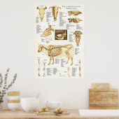 Koe Ox Bovine Skeletal Anatomee Poster (Keuken)