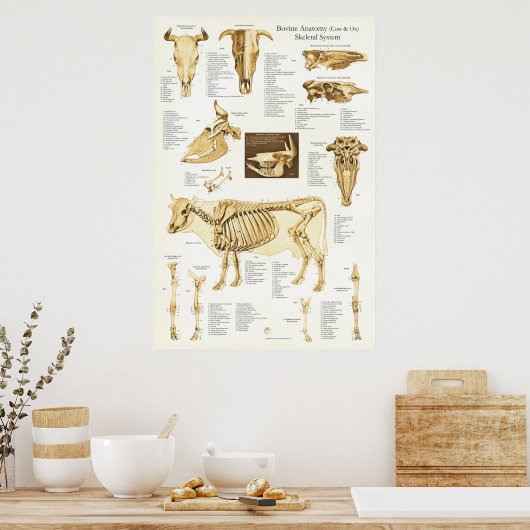 Koe Ox Bovine Skeletal Anatomee Poster (Keuken)