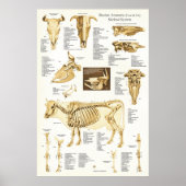 Koe Ox Bovine Skeletal Anatomee Poster (Voorkant)