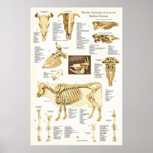 Koe Ox Bovine Skeletal Anatomee Poster