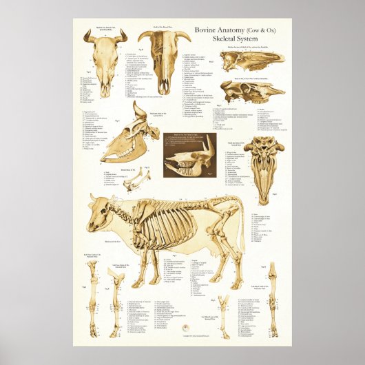 Koe Ox Bovine Skeletal Anatomee Poster (Voorkant)