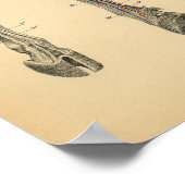 Koe Ox Foot Bot Anatomy 1908  afdrukken Poster (Hoek)