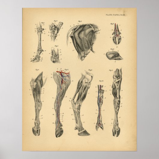 Koe Ox Foot Bot Anatomy 1908  afdrukken Poster (Voorkant)