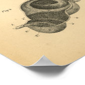 Koe Ox Lung Stomach Anatomy 1908 afdrukken Poster (Hoek)