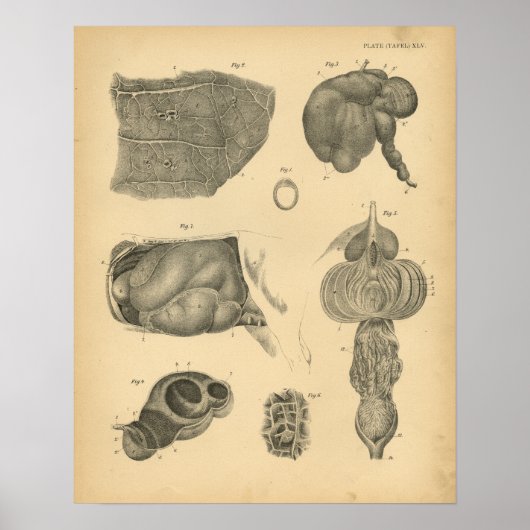 Koe Ox Lung Stomach Anatomy 1908 afdrukken Poster (Voorkant)