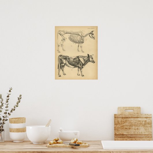 Koe Ox Skeletspier Anatomie 1908  afdrukken Poster (Keuken)