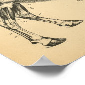 Koe Ox Skeletspier Anatomie 1908  afdrukken Poster (Hoek)
