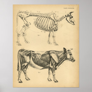 Koe Ox Skeletspier Anatomie 1908  afdrukken Poster
