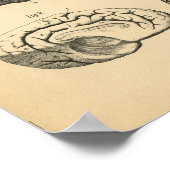 Koe Ox Skull Brain Anatomy 1908  Afdrukken Poster (Hoek)