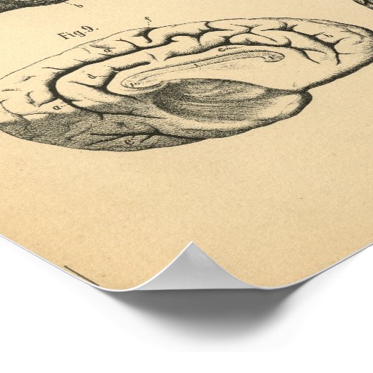 Koe Ox Skull Brain Anatomy 1908  Afdrukken Poster (Hoek)